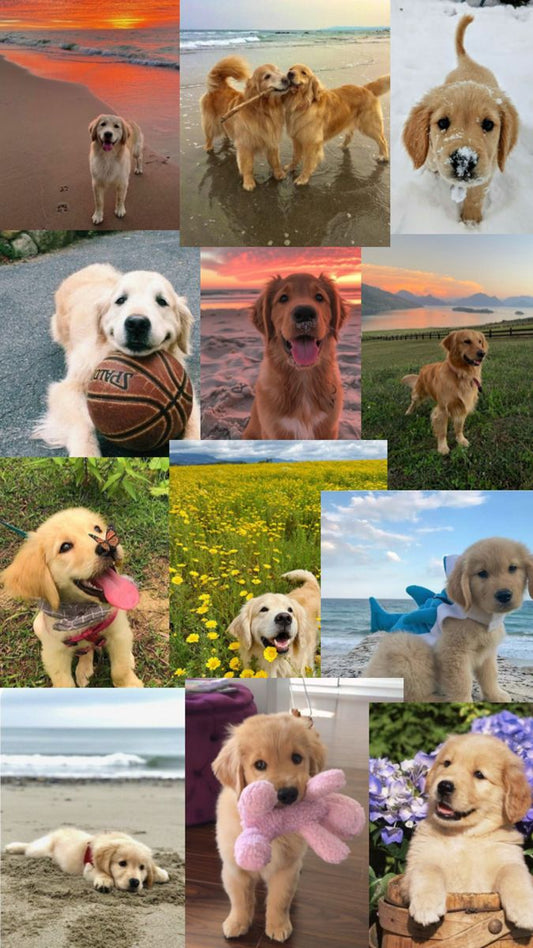 Why Golden Retrievers Make Great Family Pets