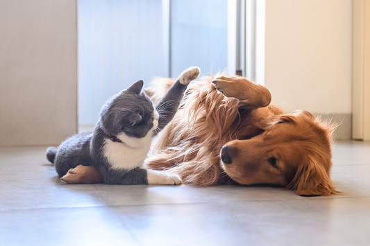Fun Indoor Games for Pets: Keeping Them Active and Engaged