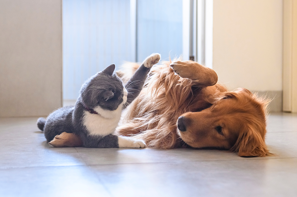 Fun Indoor Games for Pets: Keeping Them Active and Engaged