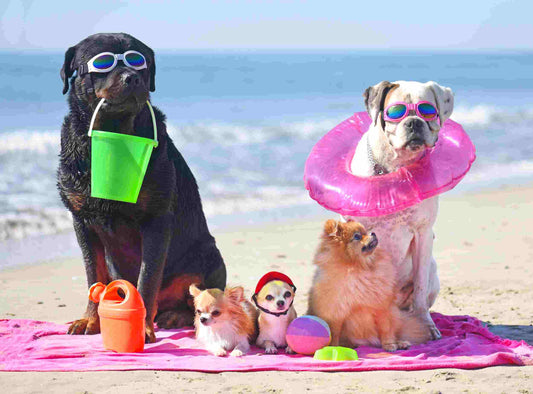How to Keep Your Pet Cool in an Indian Summer